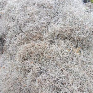 Eastern NC Live Spanish Moss 1 Gallon (12oz) Fresh Picked Organic